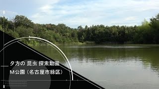 【夕方の昆虫探索動画 / YONGNUO YN-300III + SONY FDR-AX55】 M公園（名古屋市緑区）の雑木林を探索してみた