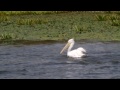 birding in romania with ecotours wildlife holidays