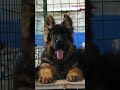 Top blood line German shepherd puppies sell8977388001#ytshorts #youtubeshorts #trendingshorts #pet