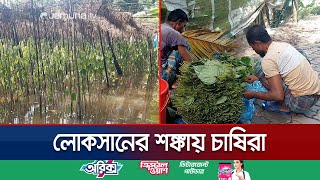 পানের বরজে জলাবদ্ধতা, নষ্ট হয়েছে বেশিরভাগ পান; বিপাকে চাষিরা | Chandpur Betel Leaf | Jamuna TV