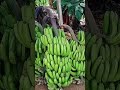 pisang ambon,|petani pisang,| #shortsvideo #petanimilenial