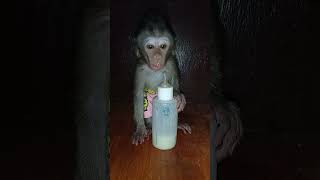 cute baby monkey #babymonpai