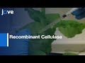 Recombinant Cellulase Cel5A Expression | Protocol Preview