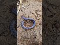 finding millipedes hiding in the ground shorts shortvideo viralvideo