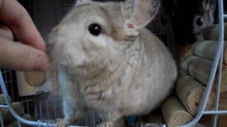 chinchillas  仔仔 \u0026 囡囡  龍貓!