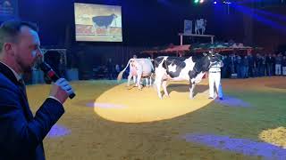 Junior Bulle Expo 2021: Intermediate Championwahl Holstein