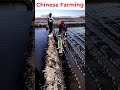 Chinese Farming   #Chinese #chineseapp #viral#farmingshorts