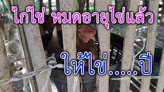 สรุปไก่ไข่ ให้ไข่ได้กี่ปีกันนะ ไปดูกันครับ