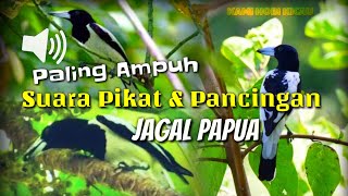 PANCINGAN \u0026 PIKAT Jagal Papua Di Jamin Paling Ampuh Cocok Juga Buat Masteran Agar Cepat Gacor