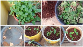 మన మీద్దే తోటలో పెట్టిన కొత్త మొక్కలు.New saplings in garden #garden #plants #gardening #soil