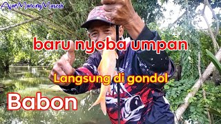 BARU NYOBA UMPAN LANGSUNG DI GONDOL