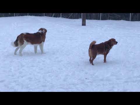 Toby and 10 month old Logan mount pearl dog park January 2018 Toby and 10 month old Logan mount pearl dog park January 2018