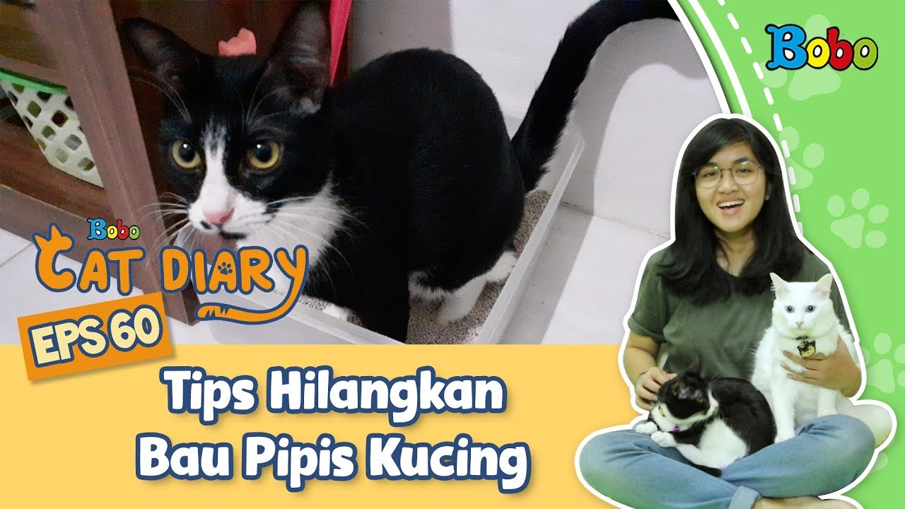 Kucing Lucu - Tips Hilangkan Bau Pipis Kucing Yang Membandel - Bobo Cat ...