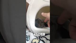 お気に入りの場所#ブリティッシュショートヘア #shorts #猫