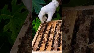 തേനീച്ചയുടെ ആക്രമണത്തിൽ നിന്ന് രക്ഷപ്പെടാൻ || Beekeeping || തേനീച്ച വളർത്തൽ