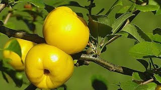 How do you know that a quince is ripe for picking and how to pick it?