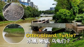 新加坡水獭, 四脚蛇蜥蜴, 烏龜的近况 What’s happening to otter, monitor lizard and turtle living in Singapore Rivers