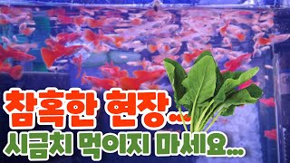 열대어 구피에게 시금치를줬더니 벌어진 놀라운일.(4K) 시금치급여/생먹이/알풀/알비노풀레드