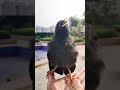 假如让我出征歌手 奥德彪 夏日萌友季 cutebird birds