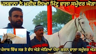 ਕਿਵੇਂ ਹੋਇਆ ਬਾਈ ਮਿੰਟੂ ਨਾਲ਼ ਸੌਦਾ,, top nukra stallion samundar 68 inch #horselover #nukra