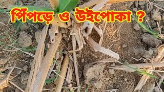 জমিতে পিঁপড়ে ও উইপোকার সমস্যা ?