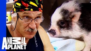 Bentley The Adorable Micro Pig Needs Risky Surgery | Dr. Jeff: Rocky Mountain Vet