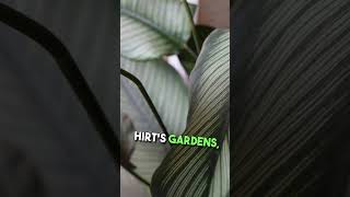 Pin Stripe Prayer Plant - Calathea ornata - Easy House Plant - 4\