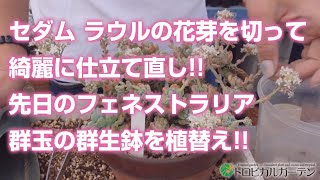 【多肉植物】セダム ラウルの花芽を切って綺麗に仕立て直し!!先日のフェネストラリア群玉の群生鉢を植替え!!【succulent】トロピカルガーデン