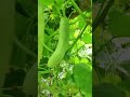 ଆଧୁନିକ ପ୍ରଣାଳୀ ରେ କାକୁଡି ଚାଷ cucumber 🥒 farming in latest technology