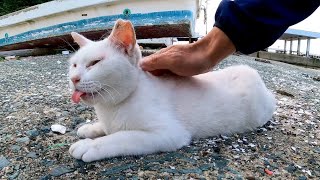 漁港にピンク猫がいたので背中を撫でると喜んで足元に擦り寄ってきてカワイイ