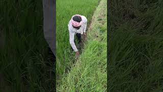 ఈరోజు పొలం కలుస్తున్నాం #village #farming videos #subscribe