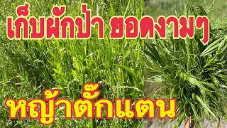 ชีวิตต่างแดน เก็บผักป่าฝรั่ง หญ้าตั๊กแตน#คนไทยในต่างแดน