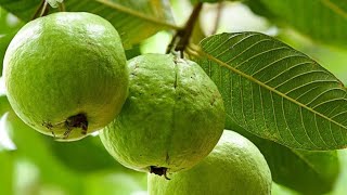 மாடி தோட்டத்தில் கொத்து கொத்தாய் கொய்யாபழம்💞💞 Guava on my terrace garden