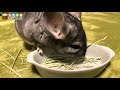 【チンチラ】小動物のダイエット食 クレイングラスを食べるチンチラがかわいい cute chinchilla eating a