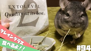 【チンチラ】小動物のダイエット食!? クレイングラスを食べるチンチラがかわいい Cute chinchilla eating a \