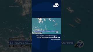 Video shows 33 swimmers harassing wild pod of dolphins