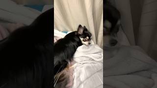 犬、ブチギレて手に負えなくなる。  #犬との暮らし #chihuahua #dog