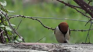 Woodchat Shrike with prey