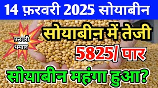 सोयाबीन भाव 14 फरवरी 2025 | Soya Plant Bhav | Soya Rate Today | Soyabean Ka Bhav | #सोयाबीन