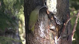 GRÅSPETT  Grey-headed Woodpecker  (Picus canus)  Klipp - 2733