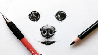 How to draw a Pomeranian dog - Eyes and snout | Leontine van vliet