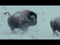 yellowstone the breathtaking beauty of america s first national park free documentary nature