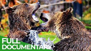 Yellowstone - The Breathtaking Beauty of America's First National Park | Free Documentary Nature