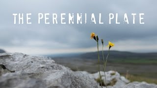 The Burren | The Perennial Plate