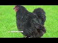 15 black chicken breeds that you will surely like