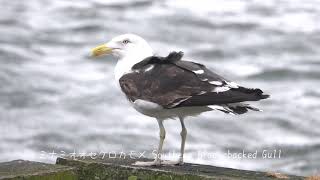 ミナミオオセグロカモメ(Southern Black-backed Gull)