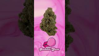 Savor the Sweetness: Bubble Gum is Here! #shorts