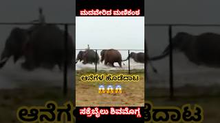 ಮದ ಬಂದ ಆನೆಯ ಕಾಳಗ | ಸಕ್ರೆಬೈಲು ಮಣಿಕಂಠ ಆನೆ ಕೋಪಗೊಂಡ ಕ್ಷಣ |