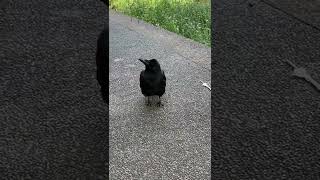 カラスさんに、他のカラスさんの鳴き声をきかせてみたらどうなるのか、検証してみた、、、😆wwwwwww録音の鳴き声と話してる😂wwwwwwwパート①