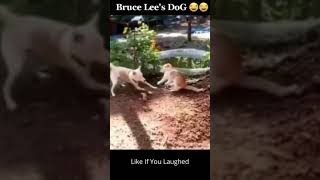 Try Not To Laugh 😂 | Funny | Bruce Lee's Dog LOL #Shorts